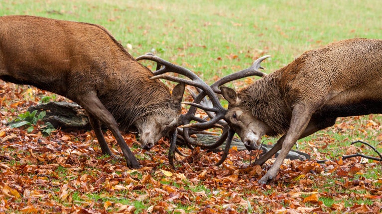 Two red stags clashing antlers on top of autumn leaves